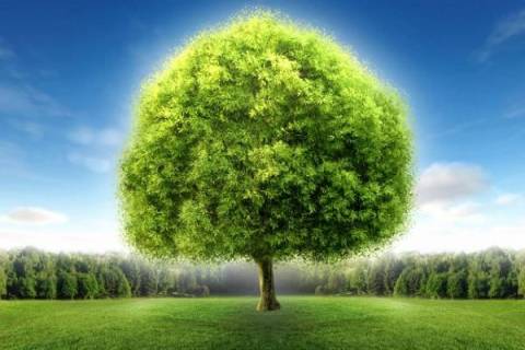 O que significa Árvore da Vida na Bíblia?